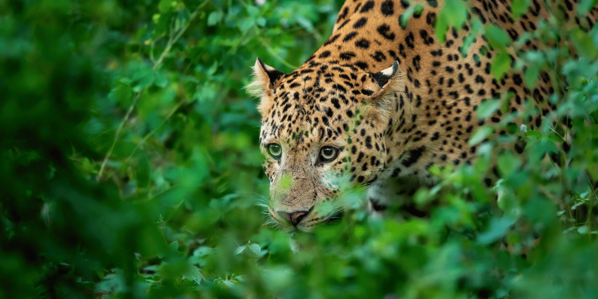 Sariska Wildlife Sanctuary Image